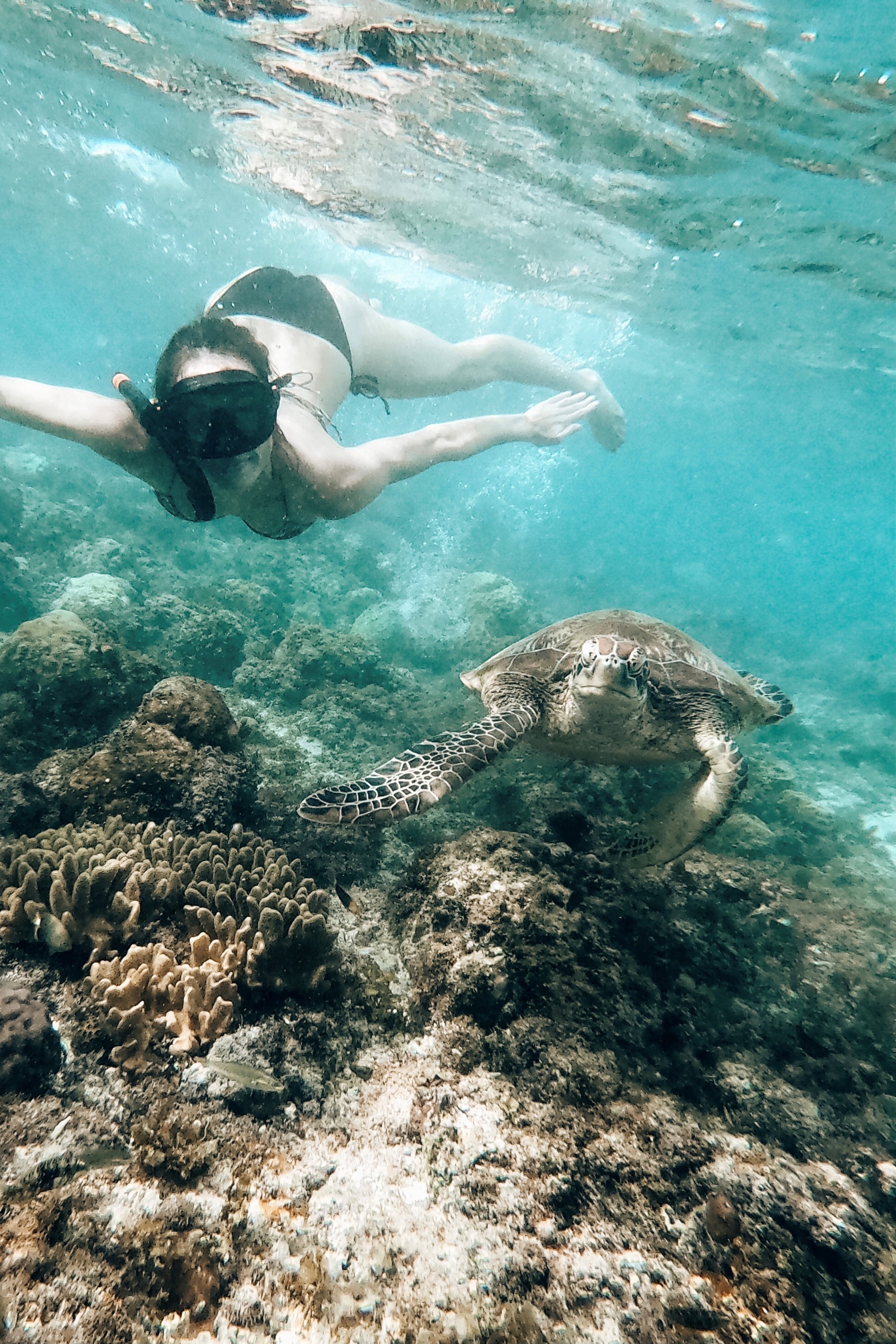snorkelen met schildpadden in Moalboal