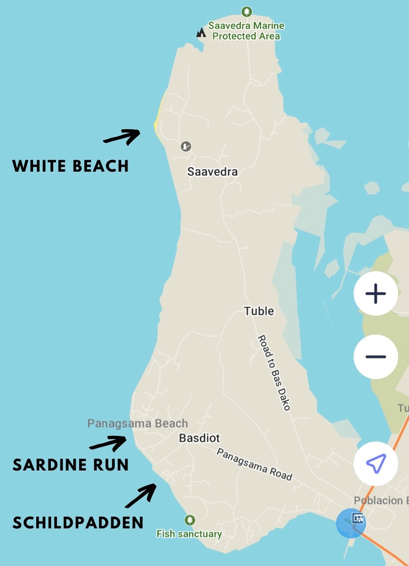 snorkelen met schildpadden in Moalboal