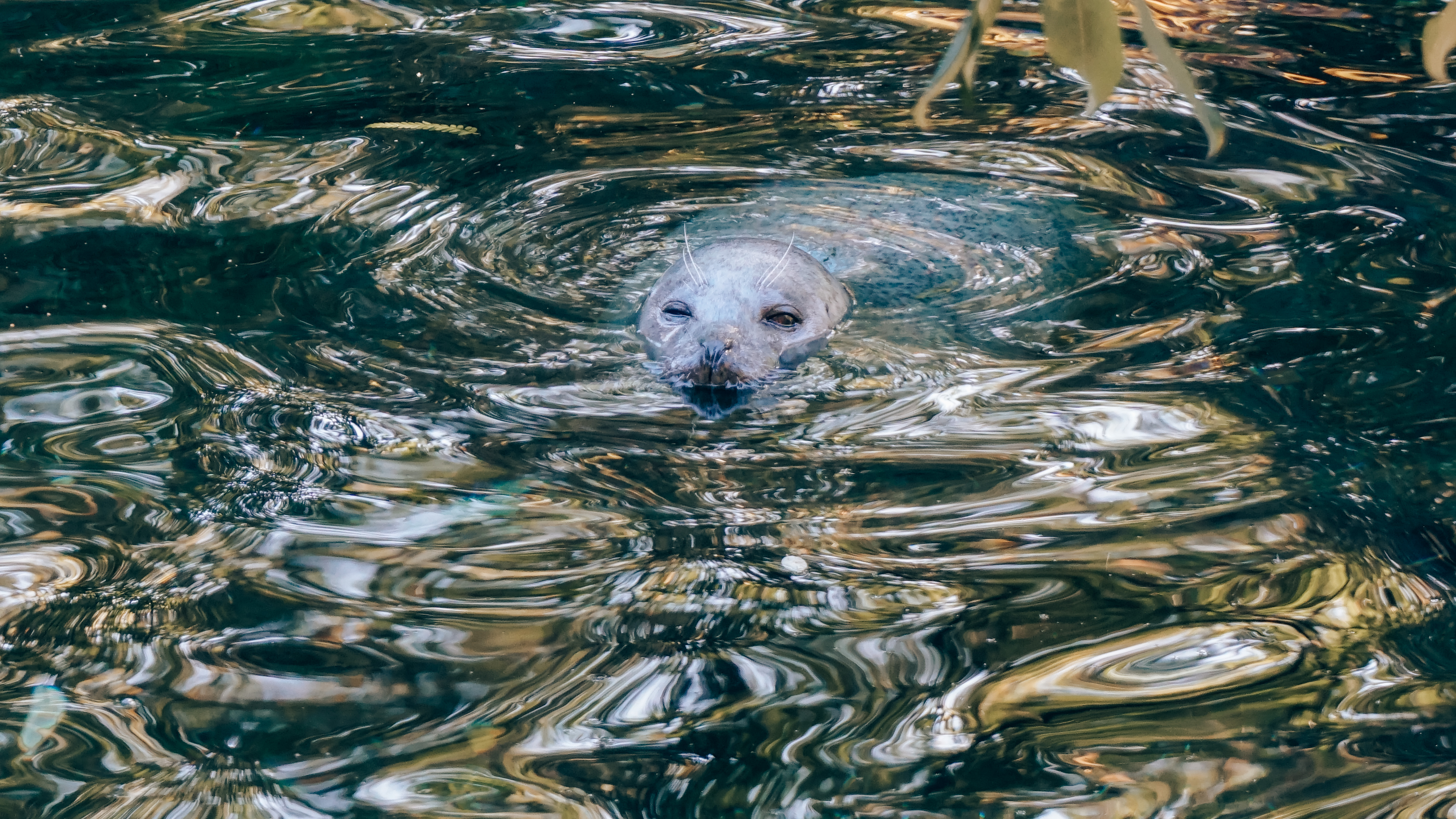 Zeehond Zoo Antwerpen
