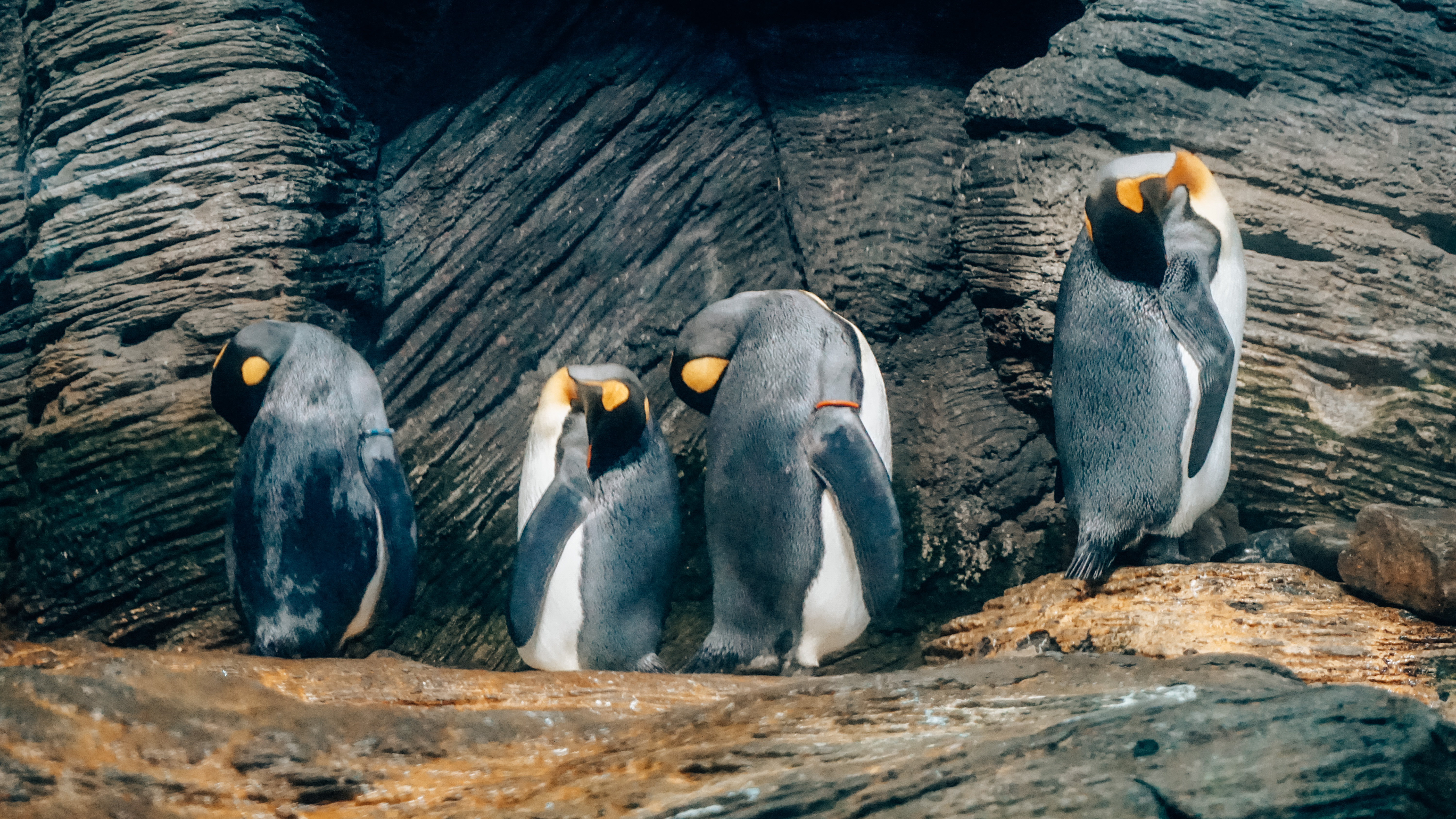 pinguïns Zoo Antwerpen