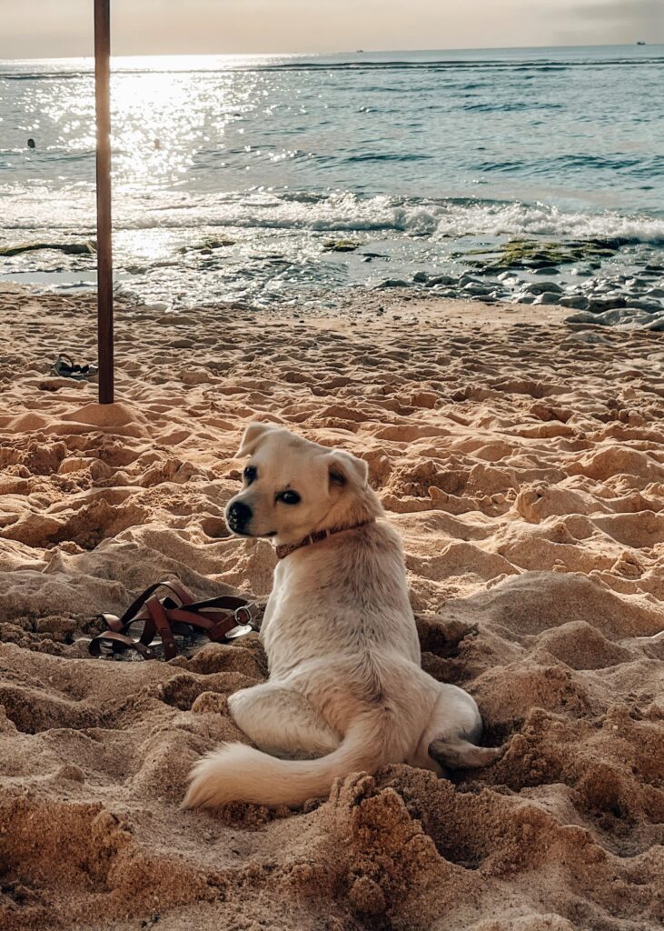 Honden bali