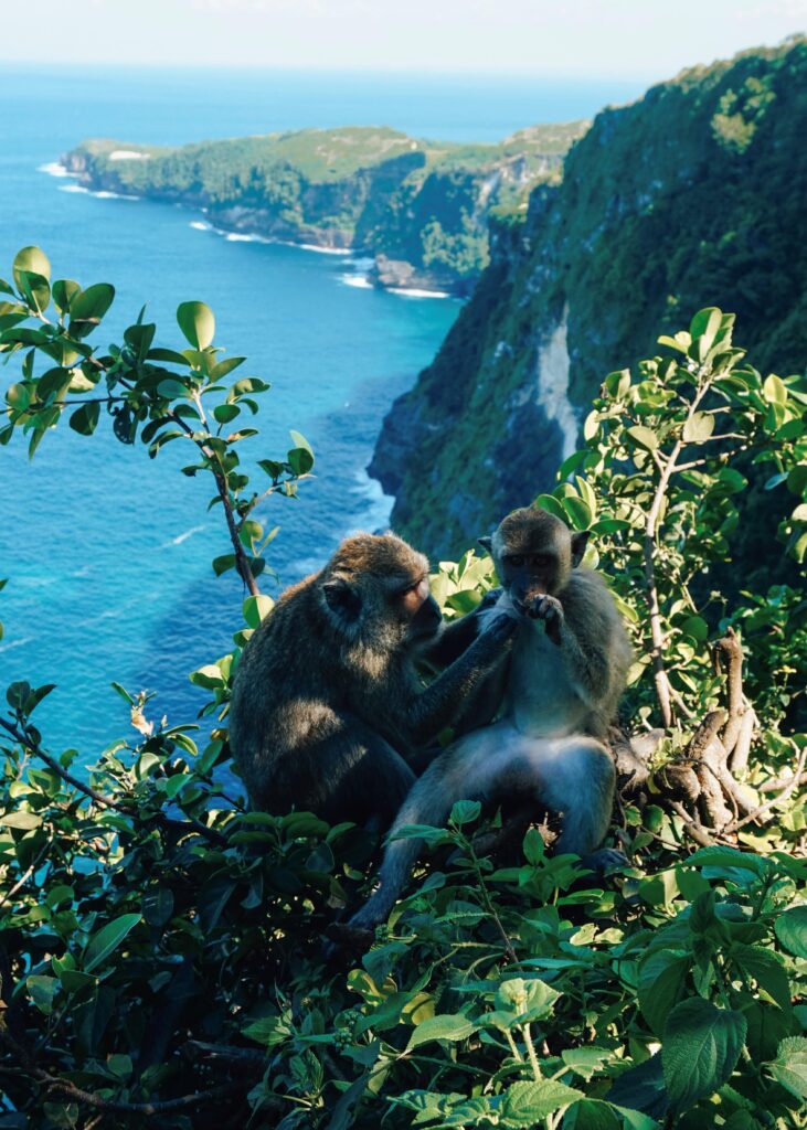 monkey bali