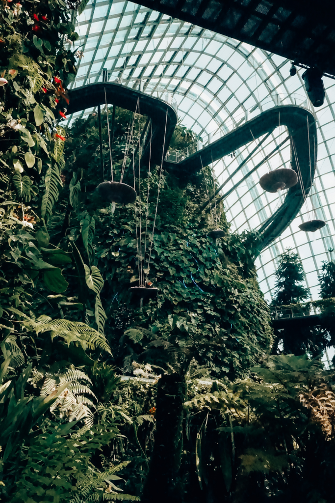 Cloud forest 
