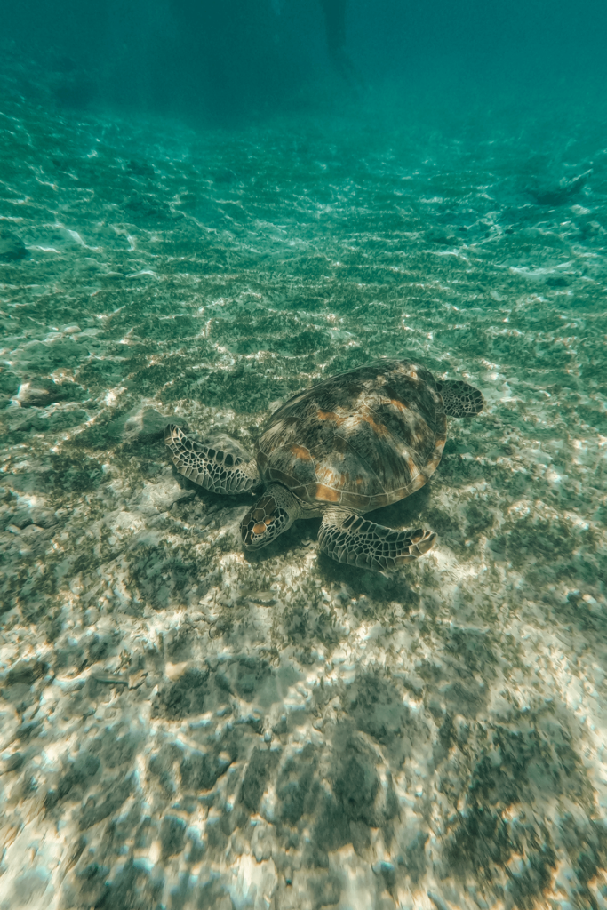 schildpadden gili trawangan